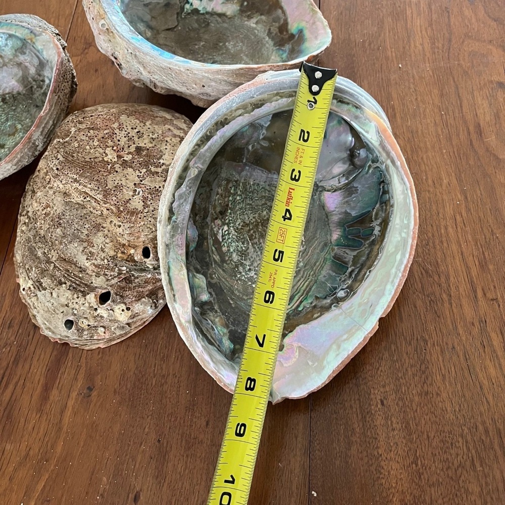 Natural Abalone Large Shell - Picture 7 of 16